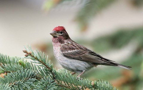 Framed Close-up of Male Cassin's Finch in Pine Tree, British Columbia, Canada Print