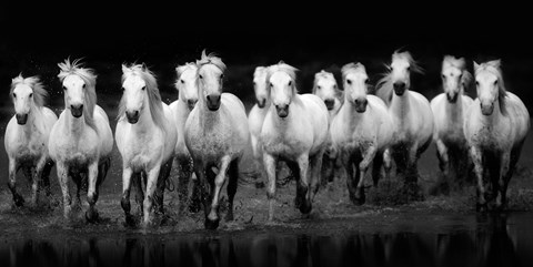 Framed In Flight - Horses Print