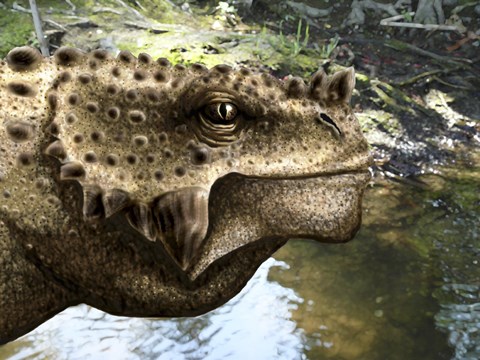 Framed Close-up of the head of a Scutosaurus tuberculatus Print