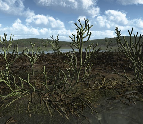 Framed Prehistoric landscape of Silu-Devonian land plants with branching axes Print