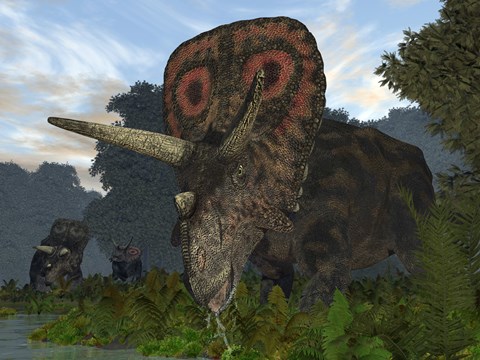 Framed male Torosaurus drinks from a river Print