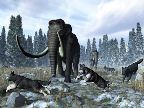 Framed pack of dire wolves crosses paths with two mammoths during the Upper Pleistocene Epoch Print