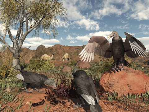 Framed Pleistocene Black Vultures feed on carrion Print