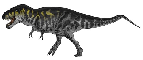 Framed Tyrannosaurus Rex, a Large Predator of the Cretaceous Period Print