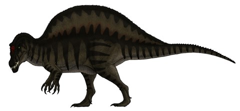Framed Spinosaurus, a Large Carnivore of the Cretaceous Period Print
