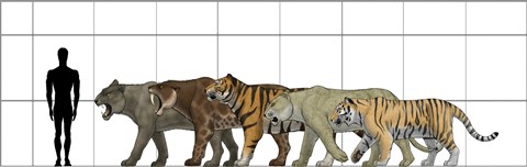 Framed Big Felines Size Chart Print