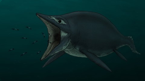 Framed Concept of the Suction Feeding Shastasaurus Eating Celphalopods Print