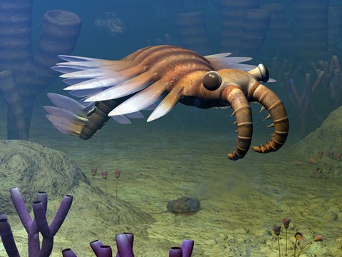 Framed Anomalocaris Explores a Middle Cambrian Age Ocean Floor Print