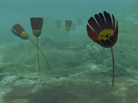 Framed Species of the Genus Dinomischus Populate the Ocean floor 505 Million years ago Print