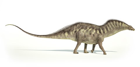 Framed Amargasaurus Dinosaur on White Background Print
