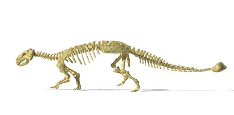 Framed 3D Rendering of an Ankylosaurus Dinosaur Skeleton Print