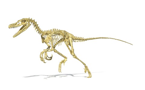 Framed 3D Rendering of a Velociraptor Dinosaur Skeleton Print