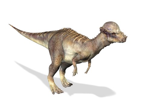 Framed 3D Rendering of a Pachycephalosaurus Dinosaur Print
