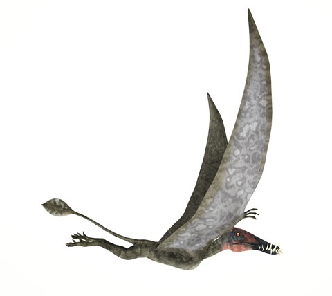 Framed Dorygnathus Flying Dinosaur Print