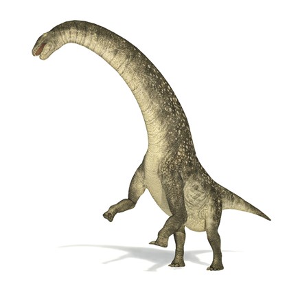 Framed Titanosaurus Dinosaur on White Background Print