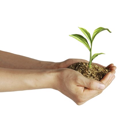 Framed Man&#39;s Hands Holding Soil with a Little Growing Green Plant Print