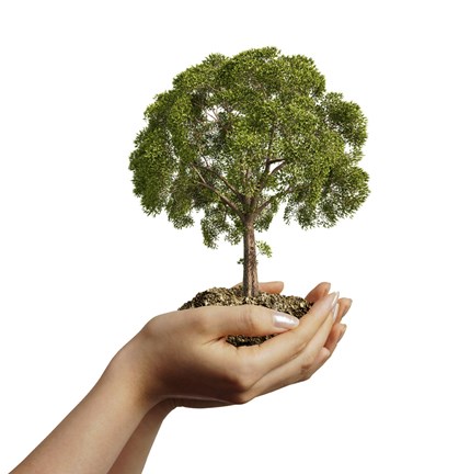 Framed Woman&#39;s Hands Holding Soil with a Tree Print