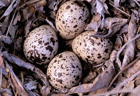 Framed Nightjar Nest and Eggs, Thaku River, British Columbia, Canada Print