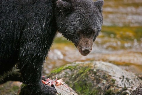 Framed British Columbia, Gribbell Island, Black bear, salmon Print