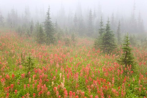 Framed British Columbia, Revelstoke NP, Misty meadow Print