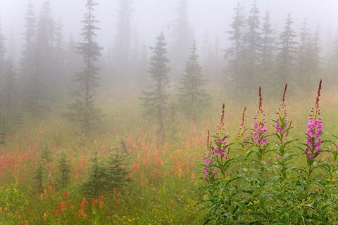 Framed Misty Meadow Scenic, Revelstoke National Park, British Columbia, Canada Print