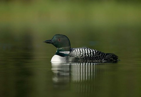 Framed British Columbia, Kamloops, Common loon bird Print