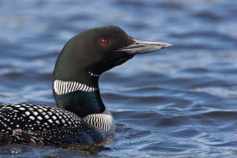 Framed British Columbia Portrait of a Common Loon bird Print