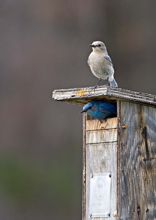 Framed Mountain Bluebirds, British Columbia, Canada Print