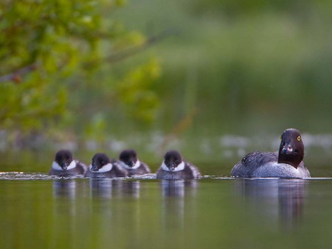 Framed British Columbia, Common Goldeneye, chicks, swimming Print