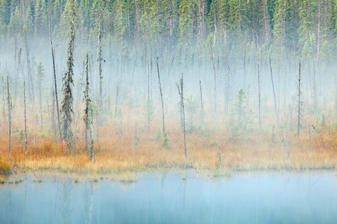 Framed Foggy pond and forest, Mount Robson PP, British Columbia, Canada Print