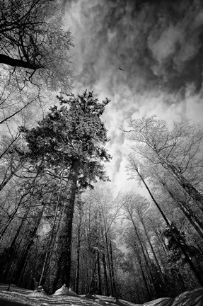 Framed Cold Vision Print