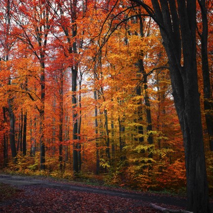 Framed Rainbow Fall Print