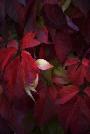 Framed Red Velvet Print