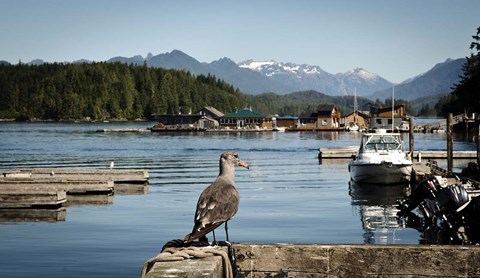 Framed British Columbia, Vancouver Island, Strathcona Park, Harbor Print