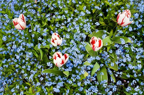 Framed Flowers, Horseshoe Bay, British Columbia Print