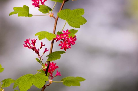 Framed Red-flowering currant, Vancouver, British Columbia Print