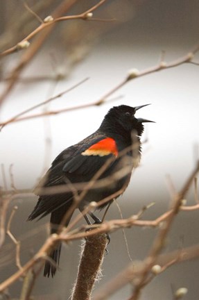 Framed Red-winged blackbird, Stanley Park, British Columbia Print