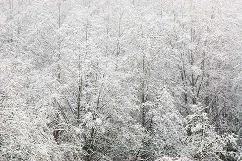 Framed Snow-covered trees, Stanley Park, British Columbia Print