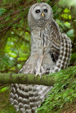 Framed Barred owl, Stanley Park, British Columbia Print