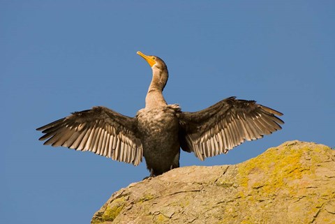 Framed Double-crested cormorant bird, British Columbia Print