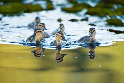Framed Mallard ducklings, Stanley Park, British Columbia Print
