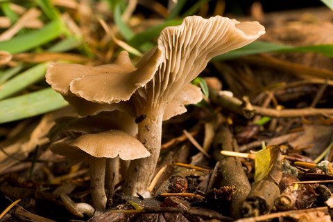 Framed Mushroom, Fungi, Stanley Park, British Columbia Print