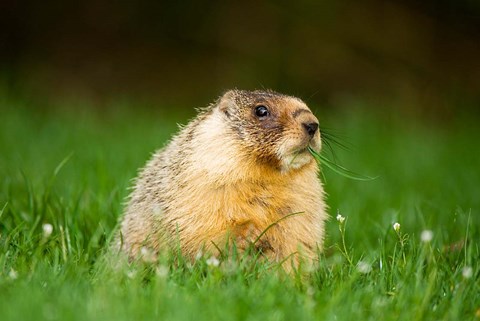Framed Yellow-bellied marmot, Stanley Park, British Columbia Print