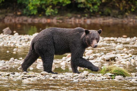 Framed Grizzly bear fishing for salmon in Great Bear Rainforest, Canada Print