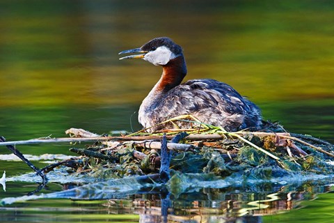 Framed British Columbia, Red-necked Grebe bird on nest Print