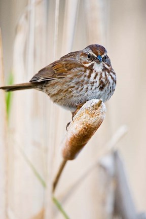 Framed British Columbia, Song Sparrow bird on cattail Print