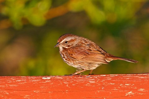 Framed British Columbia, Song Sparrow bird, bridge raining Print