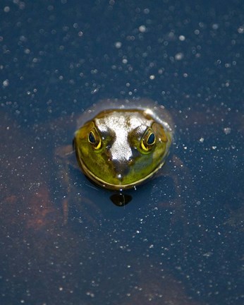 Framed Bullfrog, Stanley Park, British Columbia Print