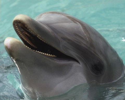 Framed Dolphin - up close Print