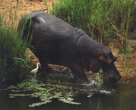 Framed Hippopotamus Print